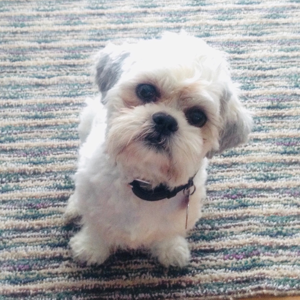 Meet your Posher, Anna